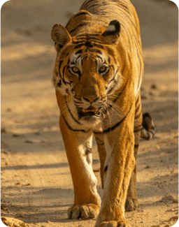 tiger